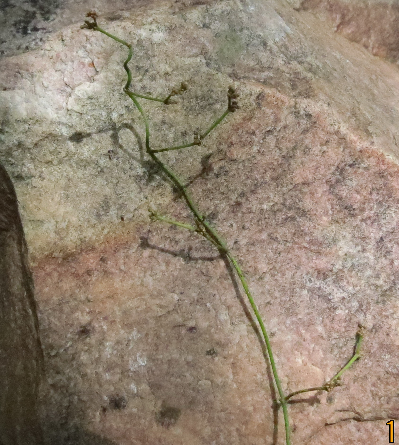 Tylophora pauciflora eFlora of India